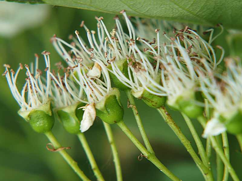 Изображение особи Crataegus sanguinea.