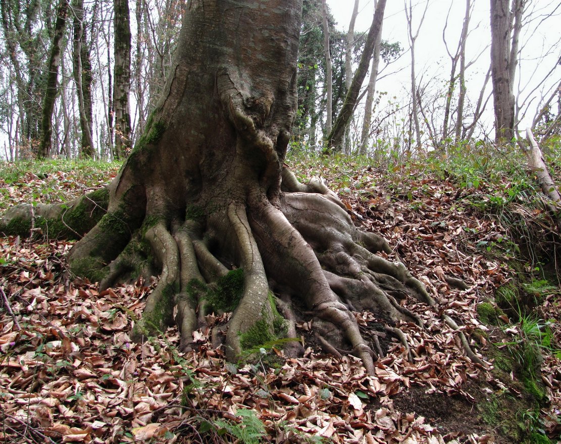 Изображение особи Fagus orientalis.