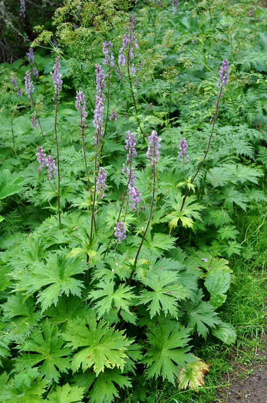 Изображение особи Aconitum septentrionale.