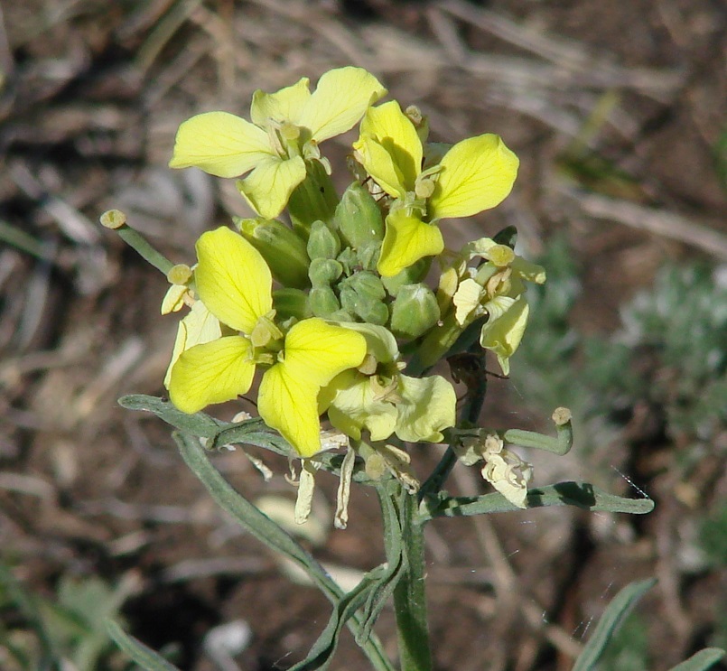 Image of Erysimum flavum specimen.