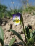 Viola modestula