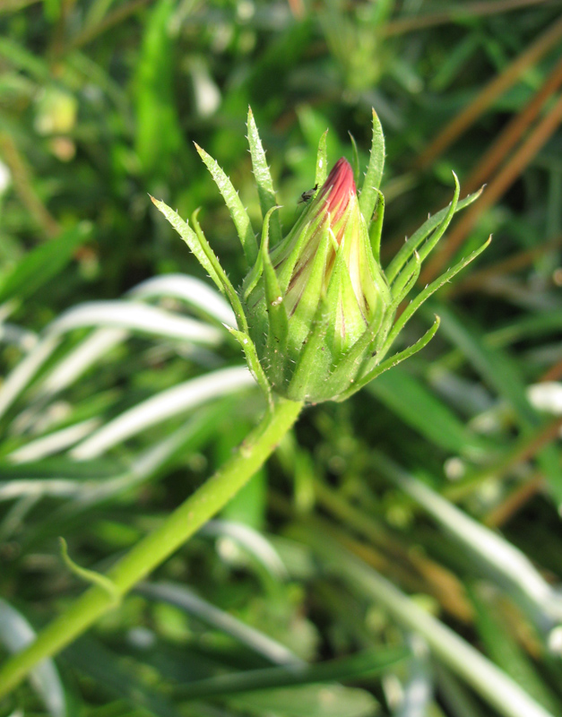 Image of Gazania rigens specimen.