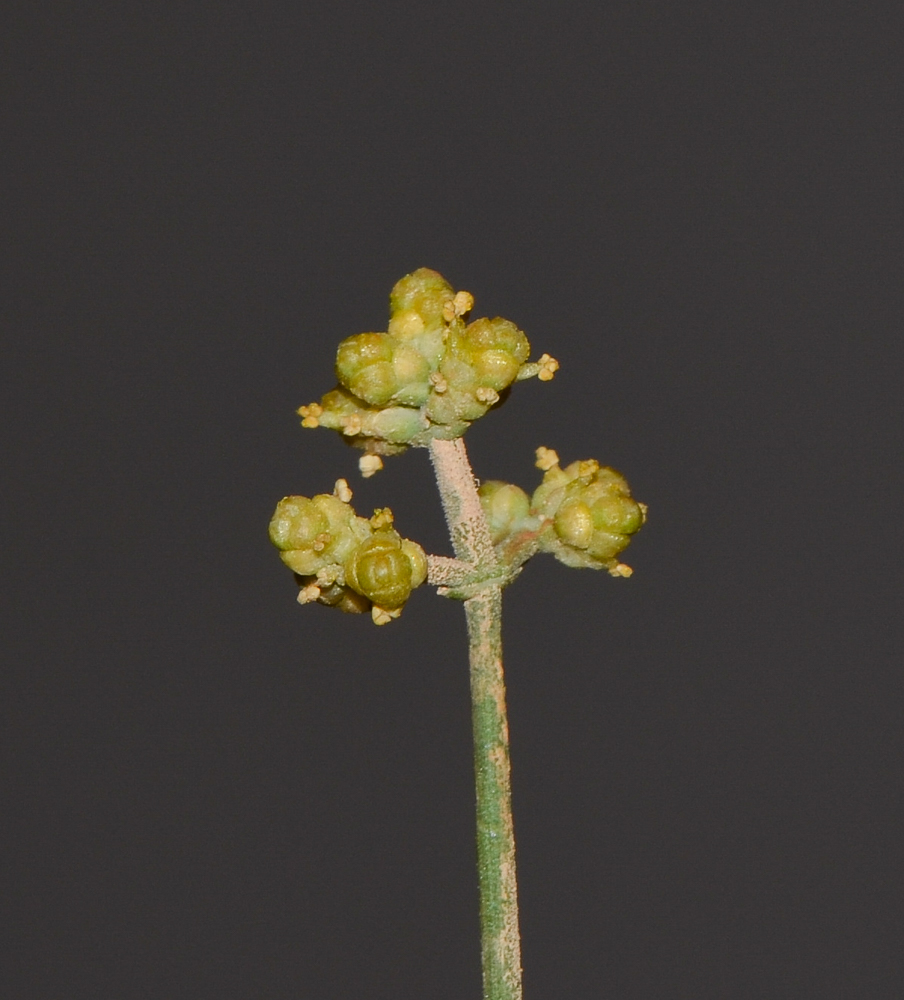 Image of Ephedra foliata specimen.