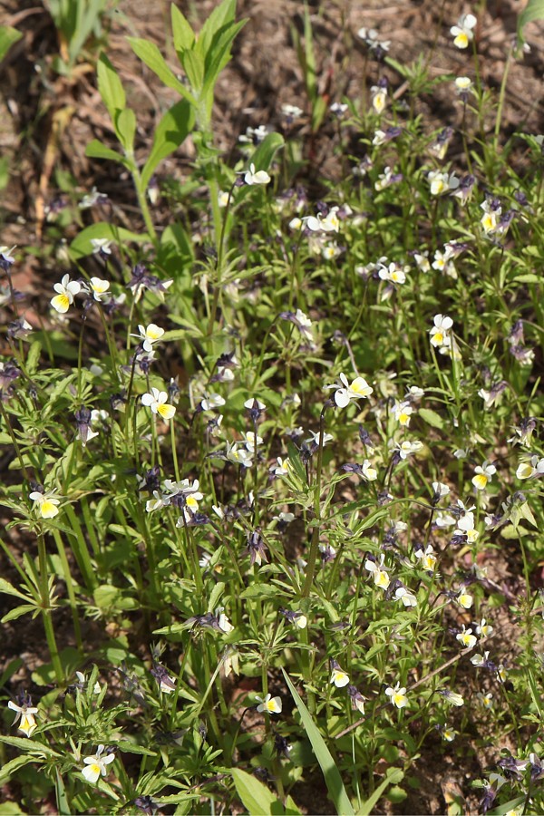 Image of Viola arvensis specimen.