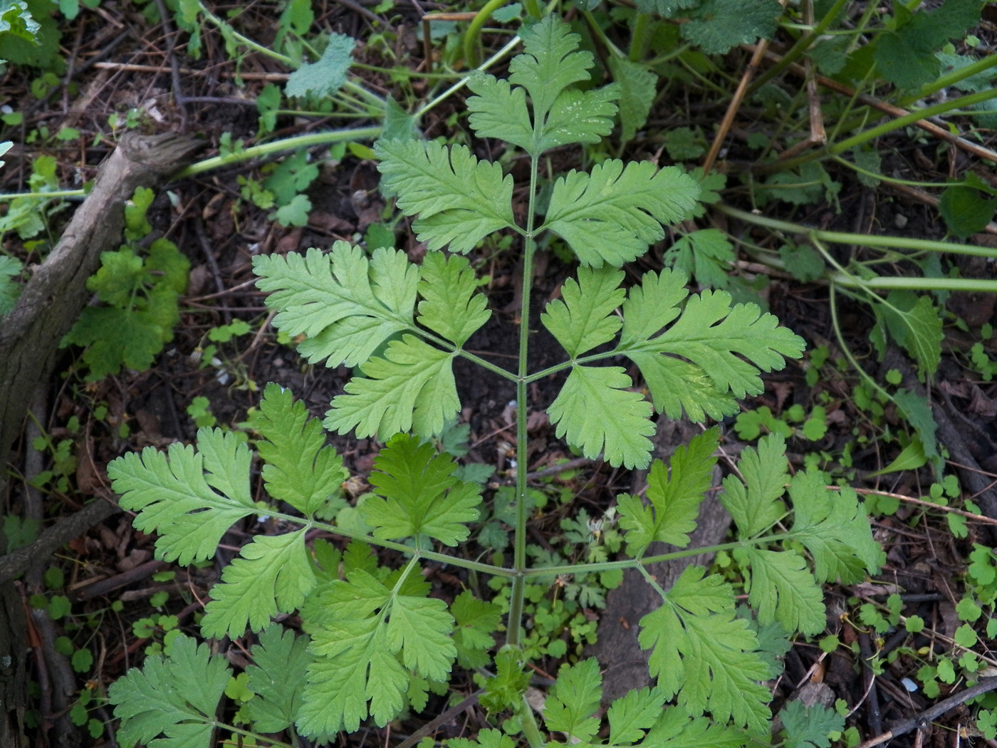 Image of Chaerophyllum temulum specimen.