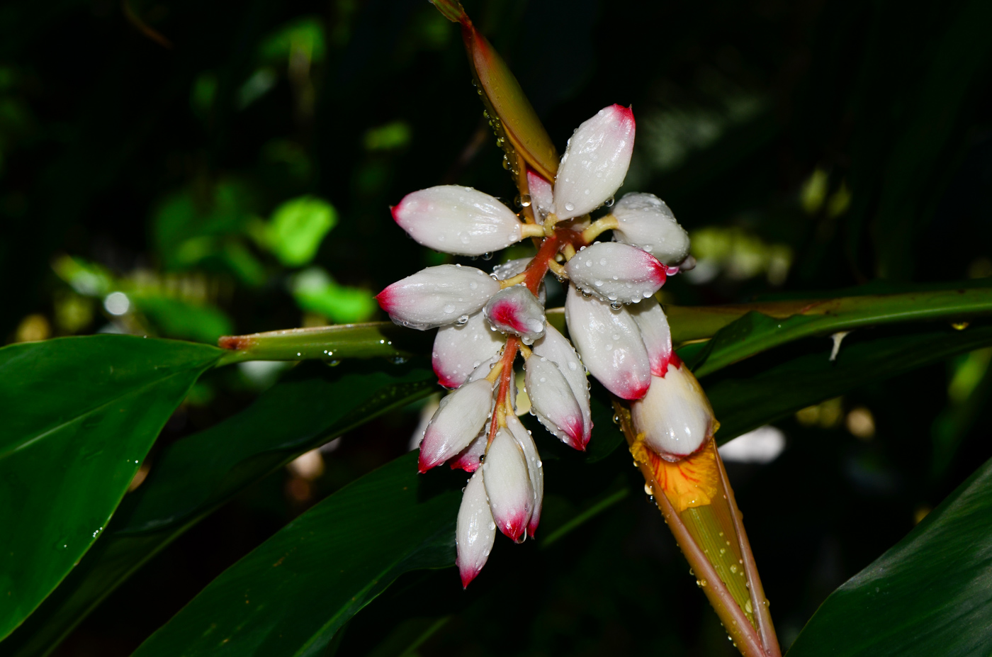 Image of Alpinia zerumbet specimen.