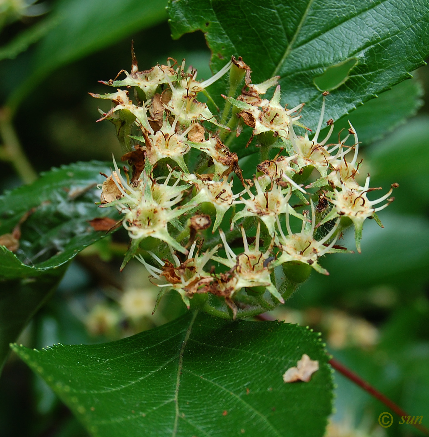 Image of genus Crataegus specimen.