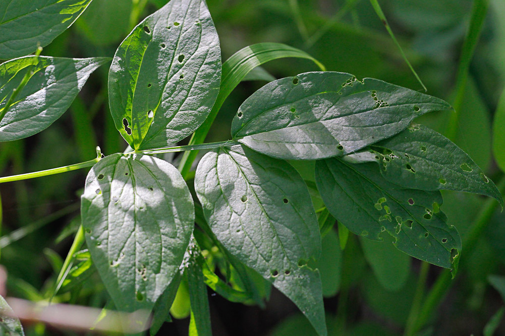 Image of Lathyrus vernus specimen.