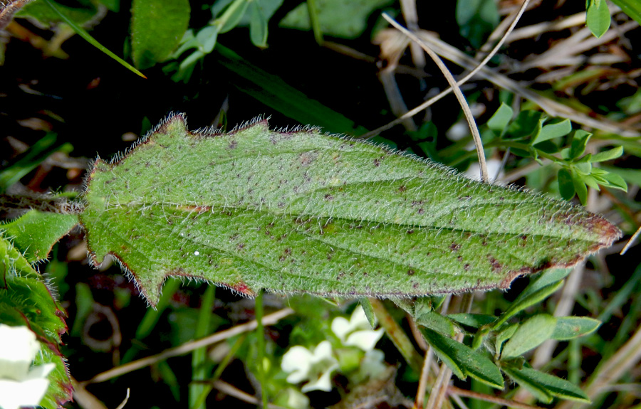 Image of Prunella laciniata specimen.