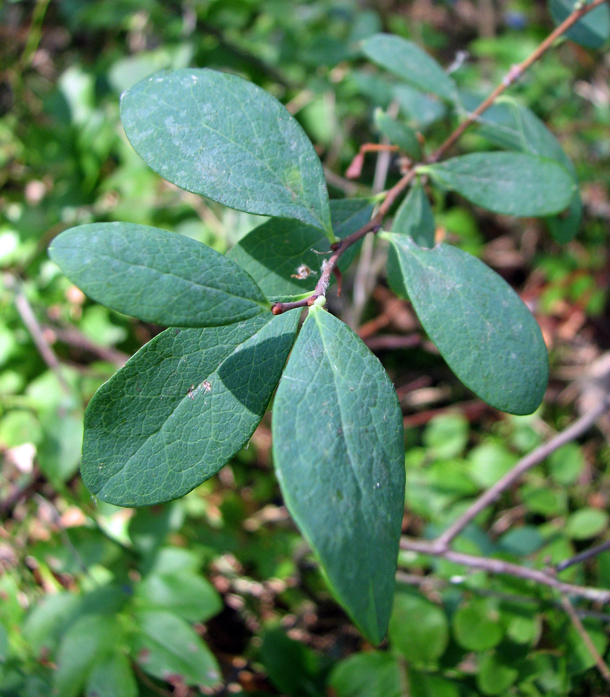 Image of Vaccinium uliginosum specimen.