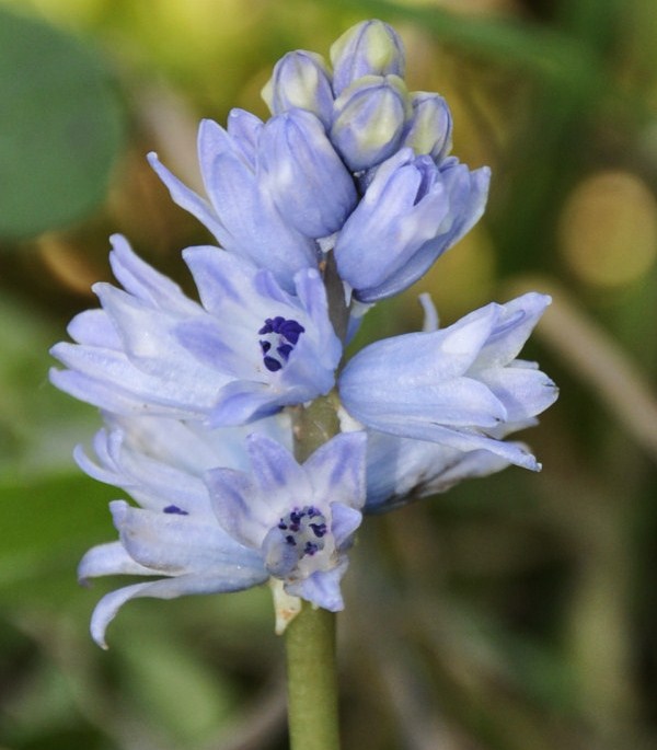 Image of Bellevalia hyacinthoides specimen.