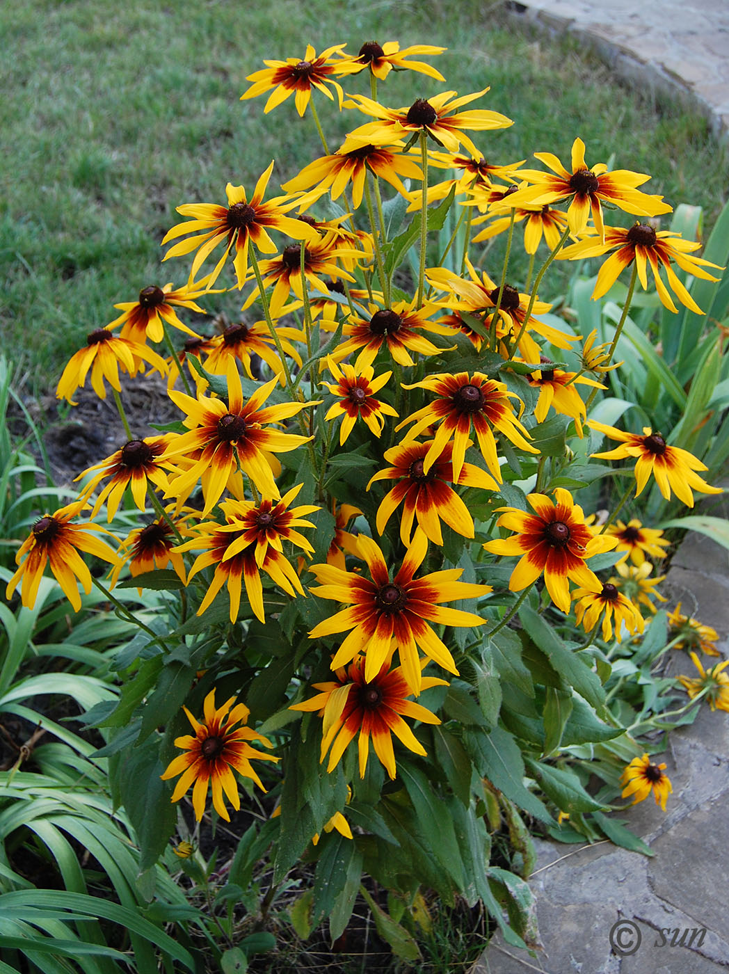 Image of Rudbeckia hirta specimen.