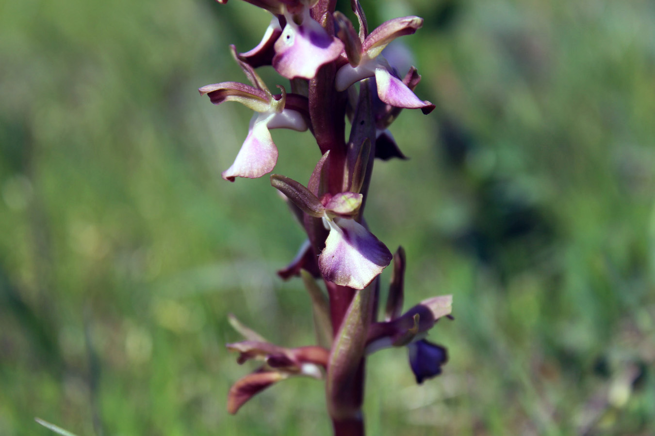 Изображение особи Anacamptis collina ssp. fedtschenkoi.