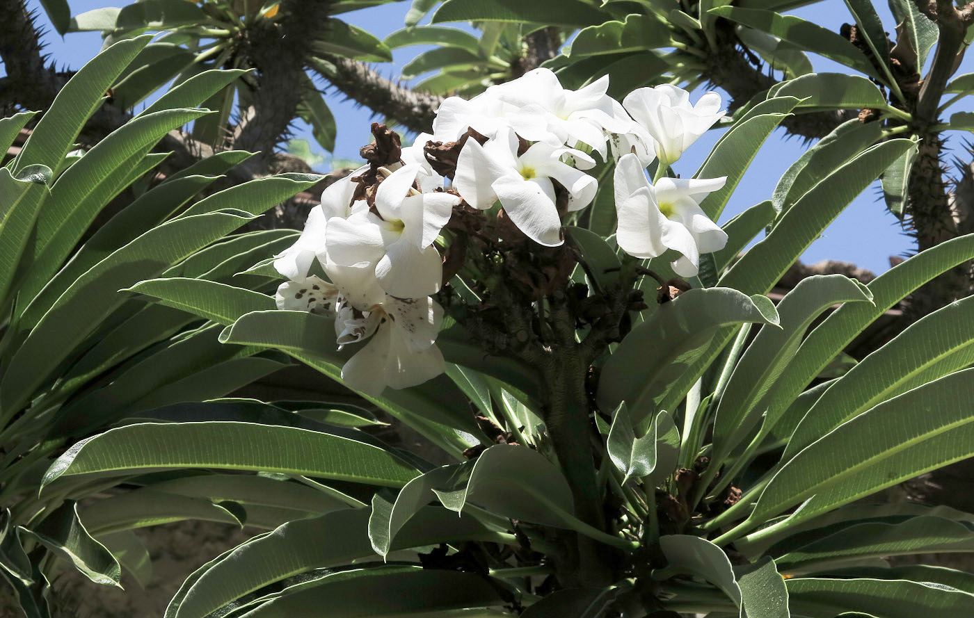 Image of Pachypodium lamerei specimen.