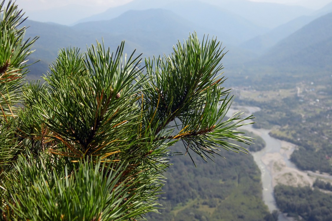 Image of Pinus sylvestris specimen.