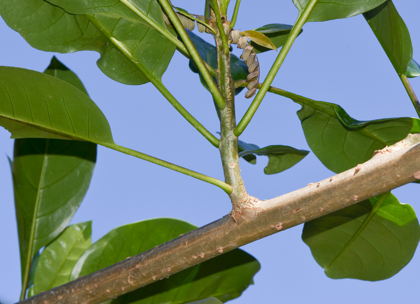 Image of Solandra maxima specimen.