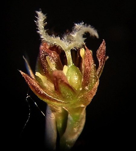 Image of Juncus gracillimus specimen.