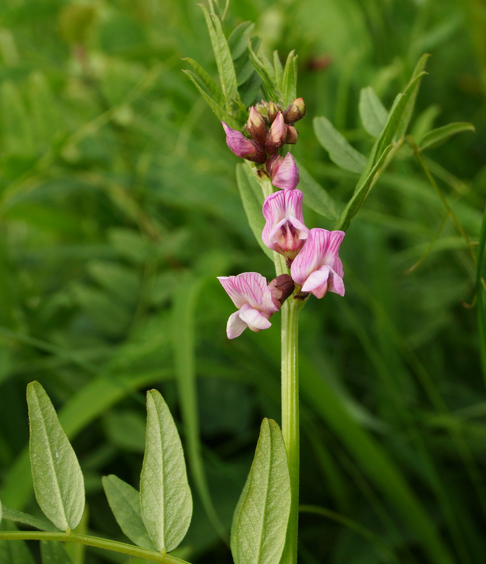 Image of Vicia sepium specimen.