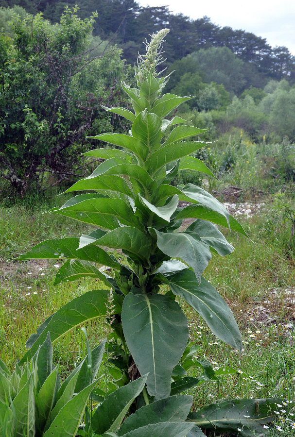 Image of Verbascum densiflorum specimen.