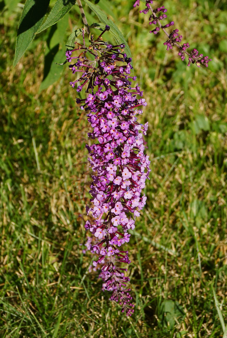 Изображение особи Buddleja davidii.