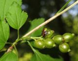 Ribes alpinum