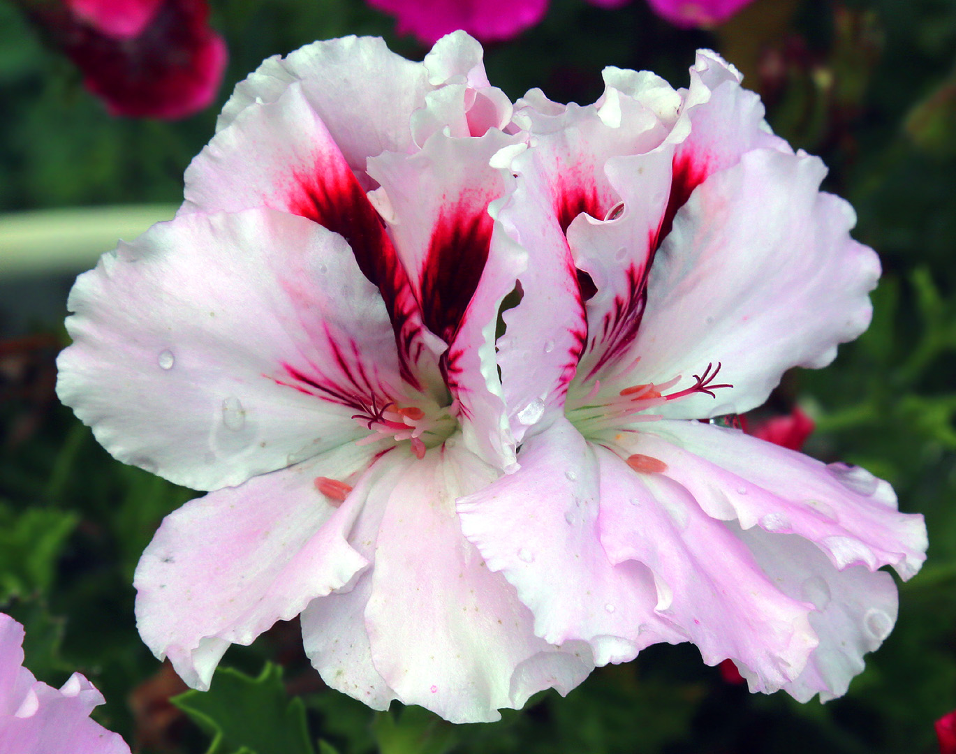 Image of Pelargonium &times; domesticum specimen.