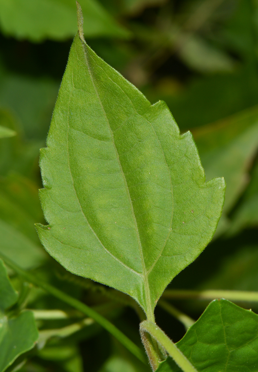 Image of Chromolaena odorata specimen.