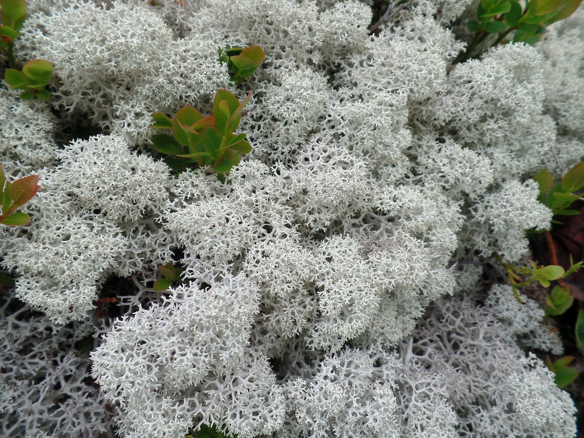 Изображение особи Cladonia stellaris.