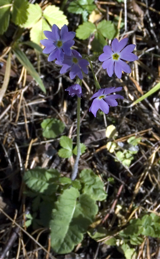 Image of Primula cortusoides specimen.