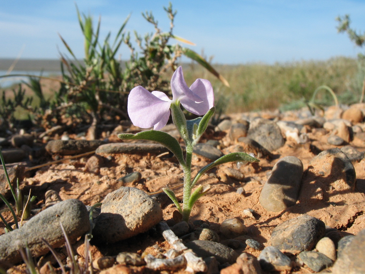 Image of Matthiola bucharica specimen.