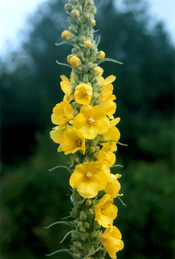 Image of Verbascum densiflorum specimen.