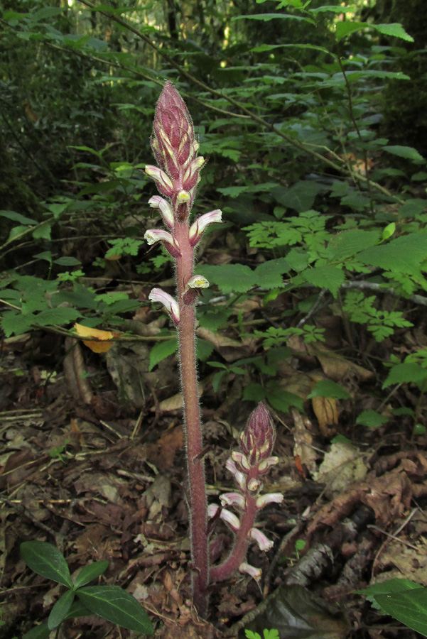 Изображение особи Orobanche hederae.