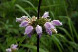 Phlomoides tuberosa. Часть побега с соцветием. Республика Адыгея, г. Майкоп, южная окраина, луговой склон. 12.06.2017.