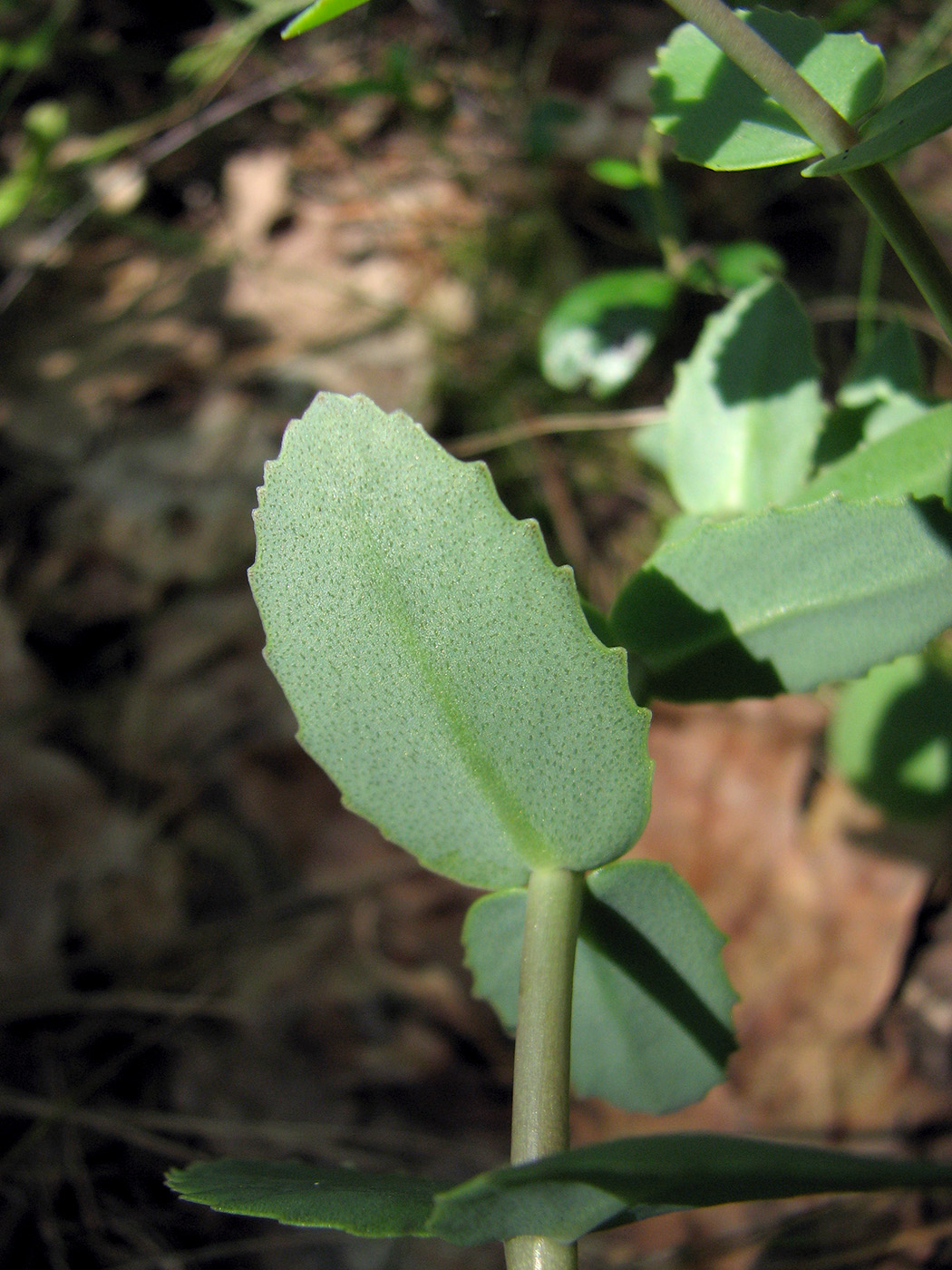 Image of Hylotelephium ruprechtii specimen.