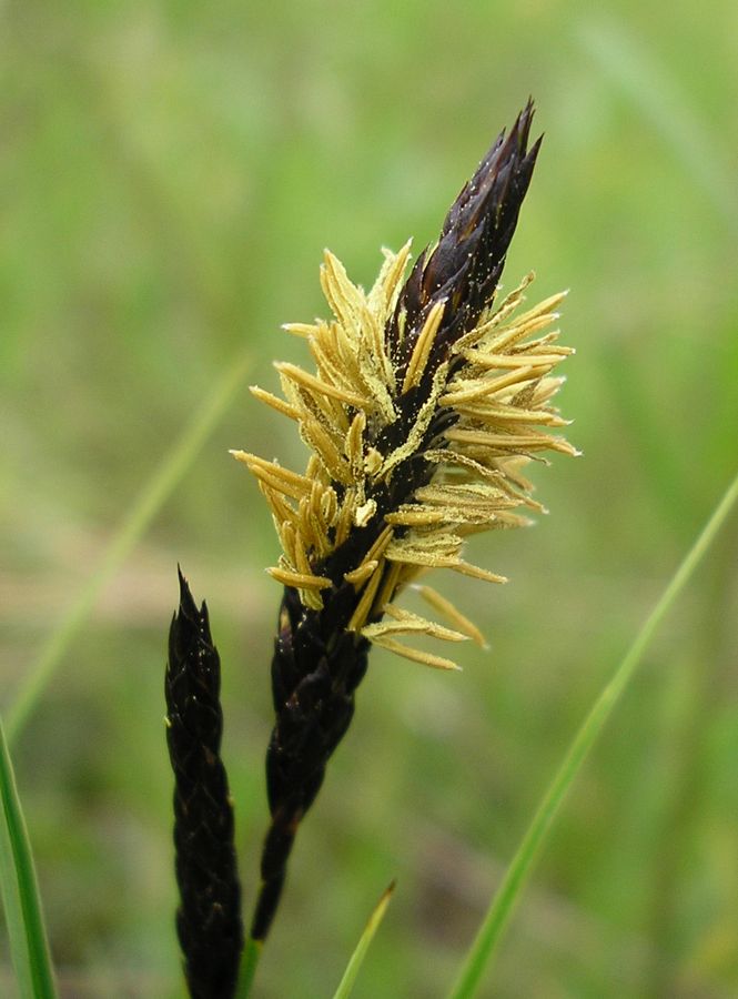 Image of Carex melanostachya specimen.