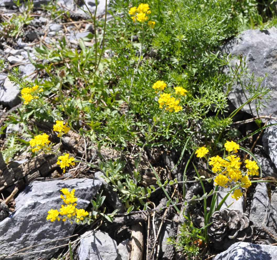 Image of Aurinia corymbosa specimen.