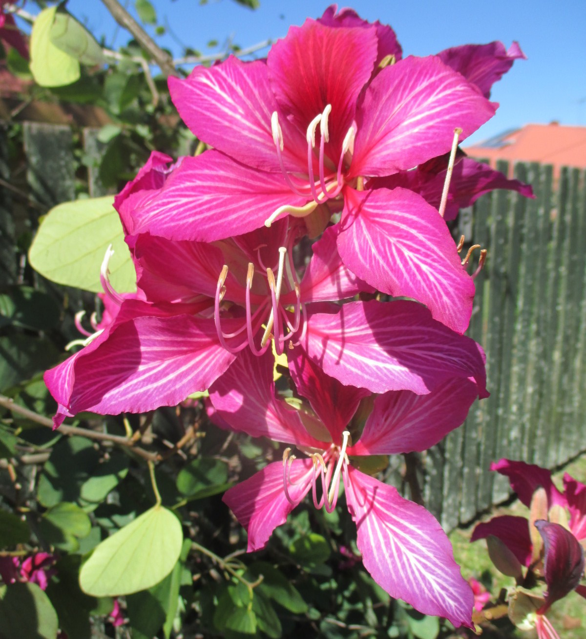 Image of Bauhinia variegata specimen.