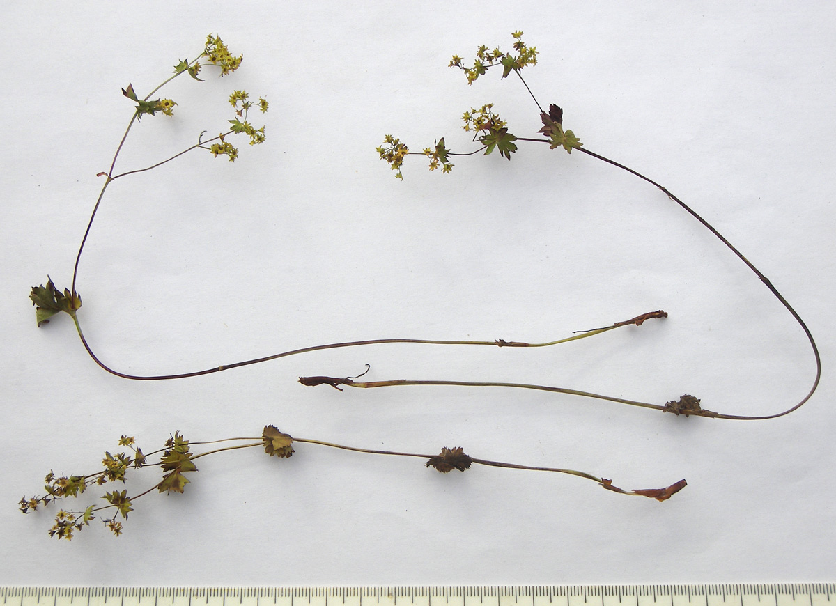 Image of Alchemilla retinervis specimen.