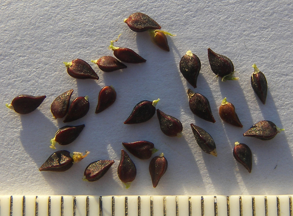 Image of Polygonum arenastrum specimen.