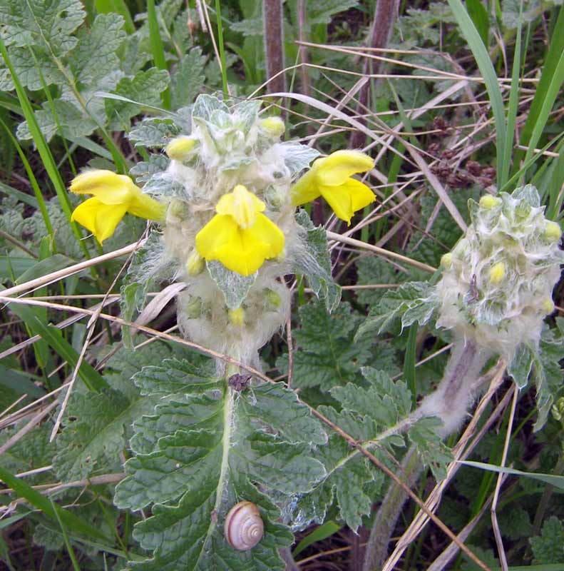 Изображение особи Phlomoides speciosa.