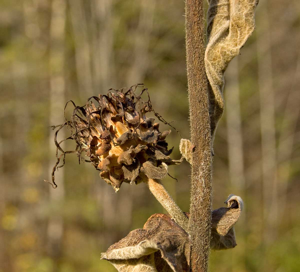 Image of Inula helenium specimen.