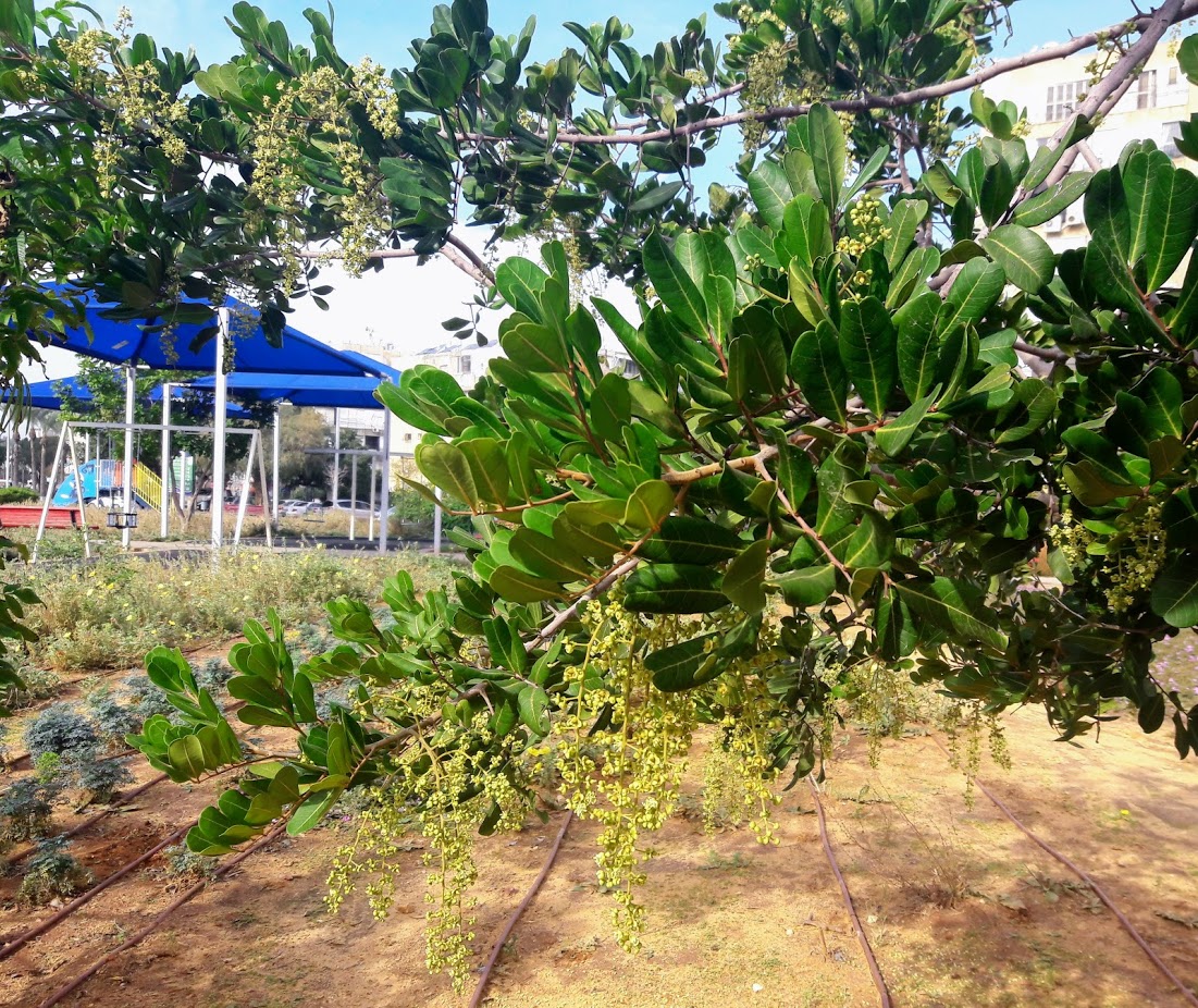 Image of Cupaniopsis anacardioides specimen.