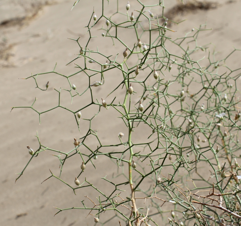 Image of Convolvulus erinaceus specimen.