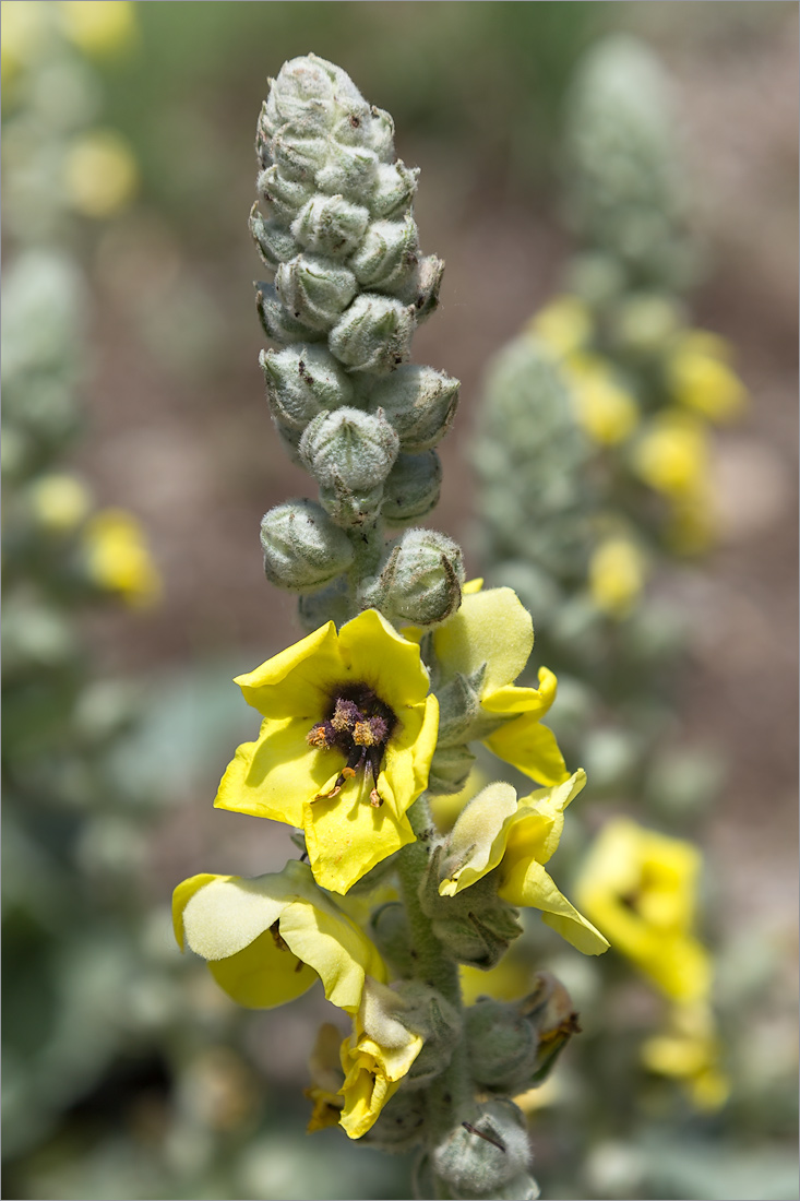 Image of Verbascum formosum specimen.