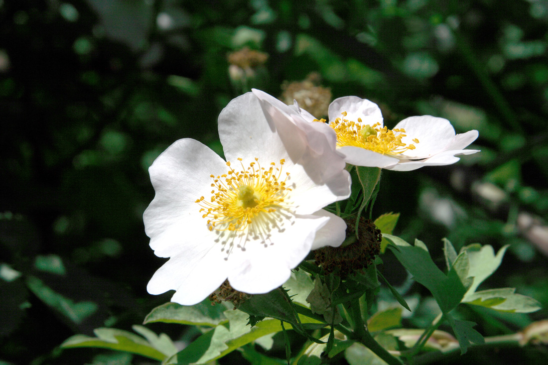 Image of Rosa canina specimen.