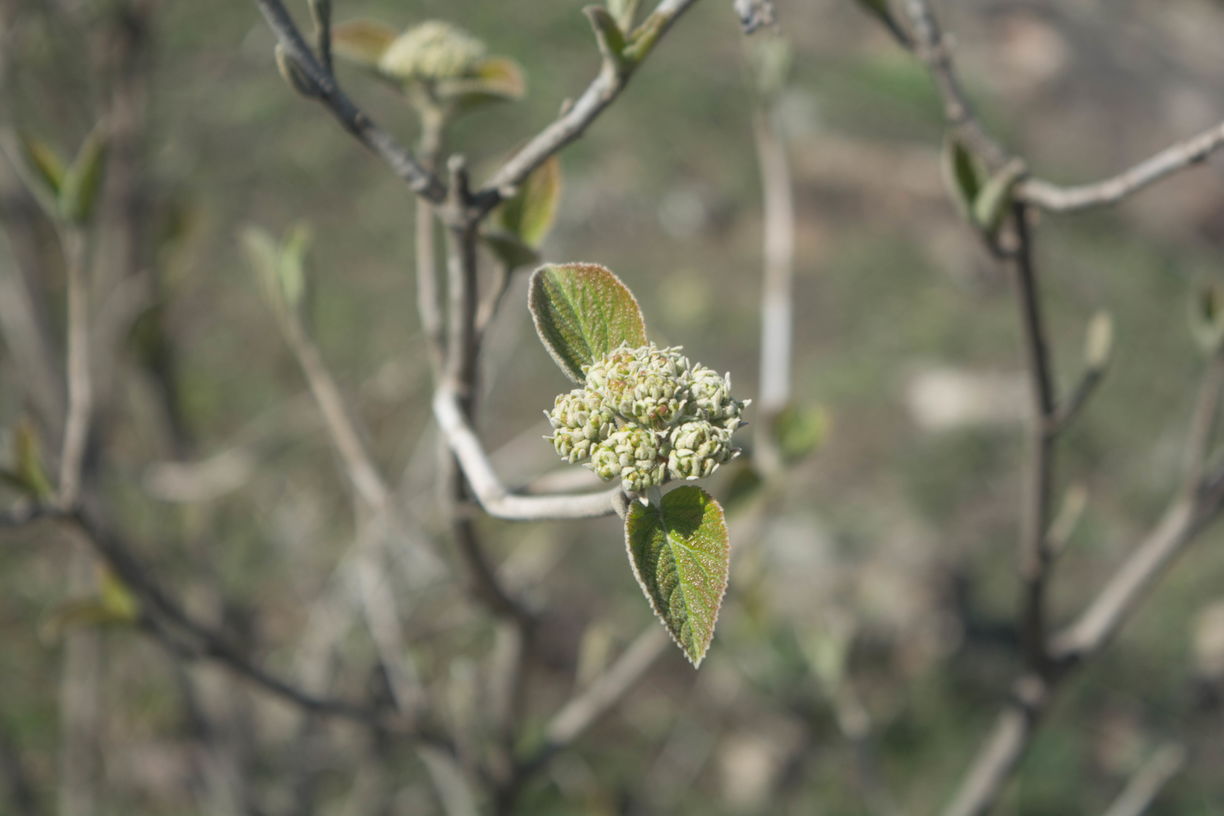 Image of Viburnum lantana specimen.