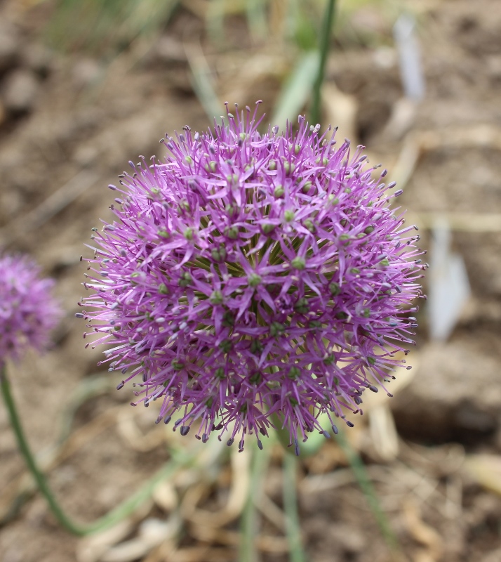 Изображение особи Allium tschimganicum.