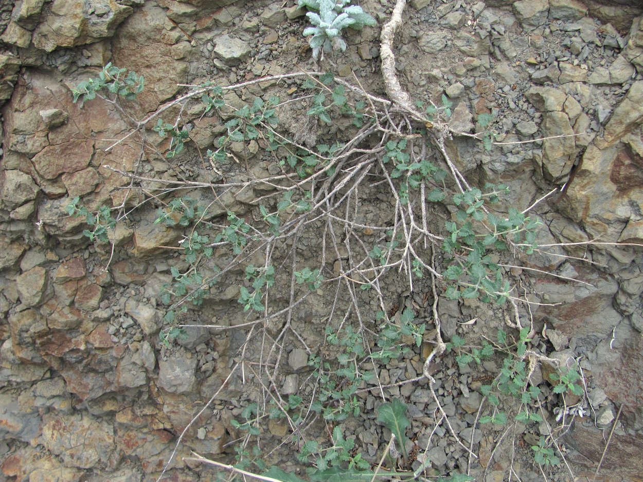 Image of Scutellaria granulosa specimen.