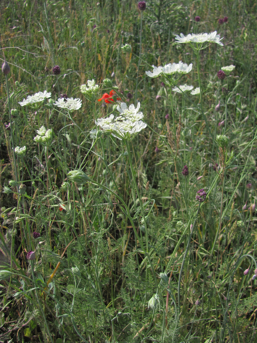 Image of Orlaya grandiflora specimen.