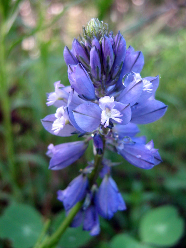 Image of Polygala comosa specimen.